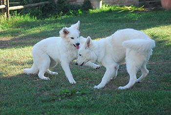 pastore svizzero bianco, lungoresina, allevamenti, ipo, cuccioli