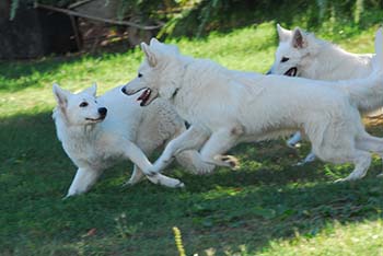 pastore svizzero bianco, lungoresina, allevamenti, ipo, cuccioli