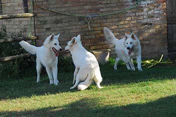 pastore svizzero bianco, lungoresina, allevamenti, ipo, cuccioli