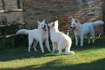 pastore svizzero bianco, lungoresina, allevamenti, ipo, cuccioli