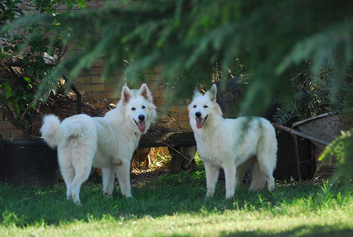 pastore svizzero bianco, lungoresina, allevamenti, ipo, cuccioli