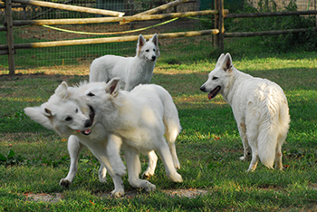 pastore svizzero bianco, lungoresina, cuccioli, allevamenti