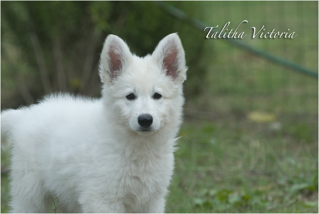 Talitha