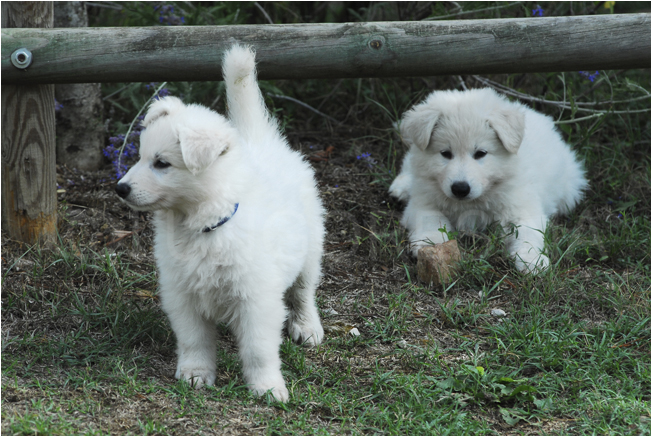 cuccioli