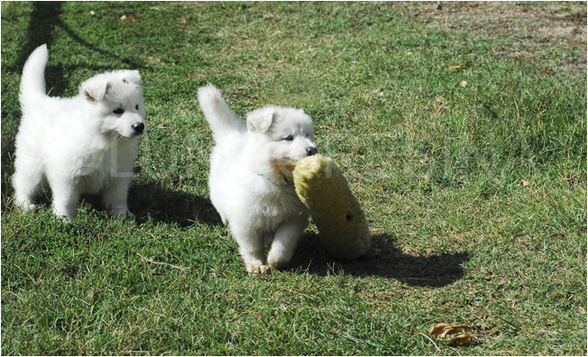 cuccioli