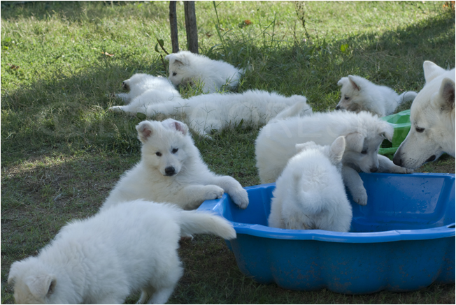 cuccioli