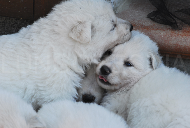 lux puppies