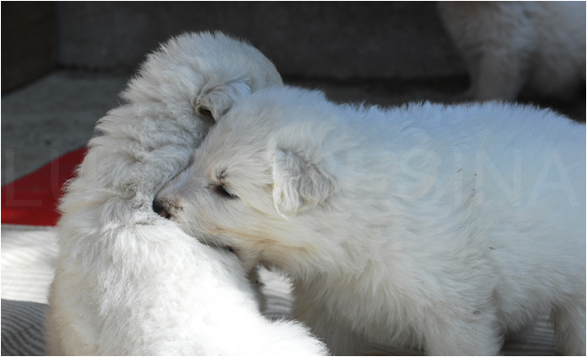 cuccioli indra lux