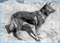 Horand von Grafrath