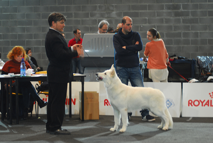 Lungoresina, esposizione canina Pistoia 2016, pastore svizzero bianco
