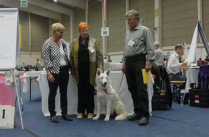 white condor, lungoresina, pastore svizzero bianco, IDS Tulln, allevatori pastore svizzero, cuccioli pastore svizzero