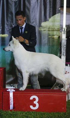 Rocky, pastore svizzero, lungoresina, esposizioni cani