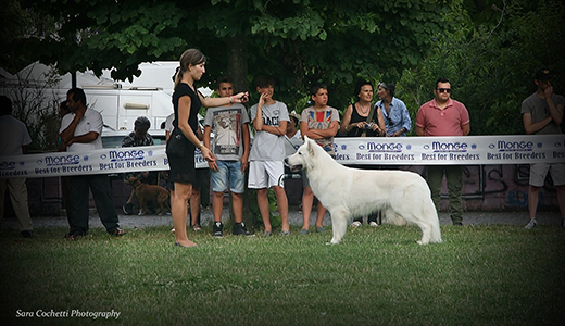 pastore_svizzero_bianco_lungoresina