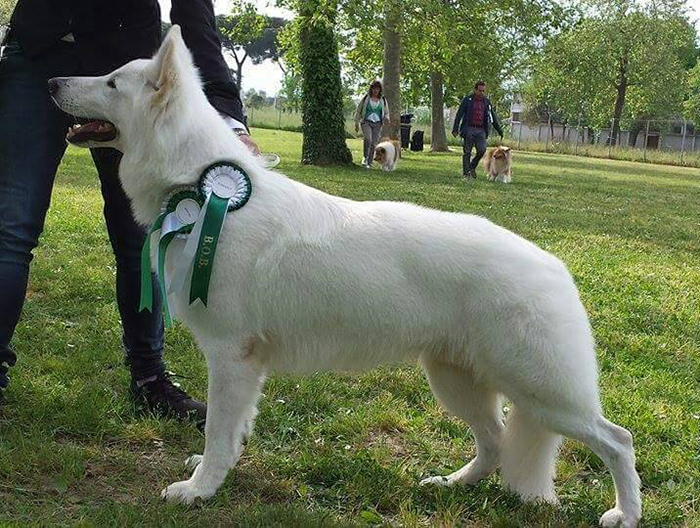 lungoresina pastore svizzero bianco cuccioli