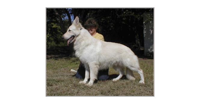 tumbledown's toreador