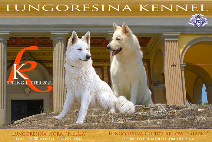 lungoresina, giano, pastore svizzero bianco, white swiss shepherd, cuccioli pastore svizzero bianco