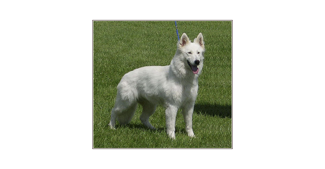 xara may of white condor