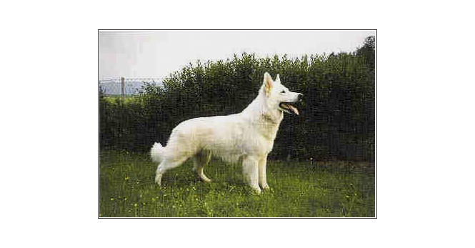 flash yukon of white condor