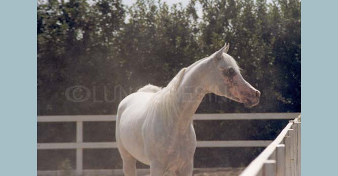 Ansata Shaamis