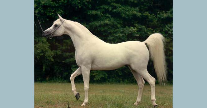 Ansata Halim Shah