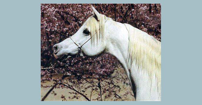 Ansata Rosetta