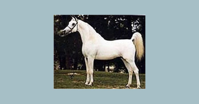 Ansata Shah Zaman