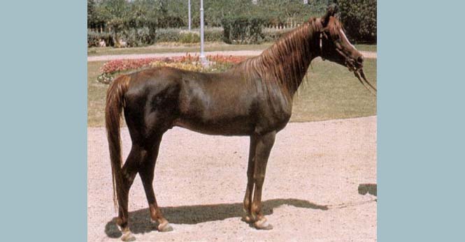 Alaa el Din