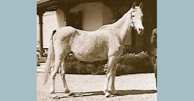 Bukra