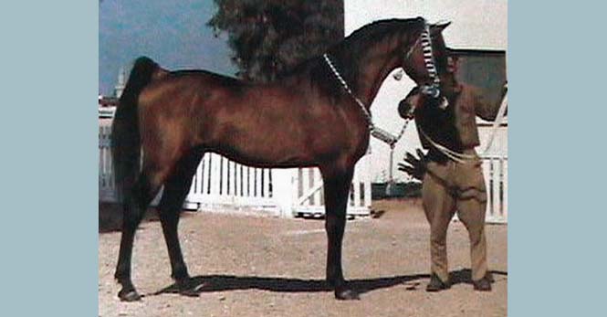 El Sarei