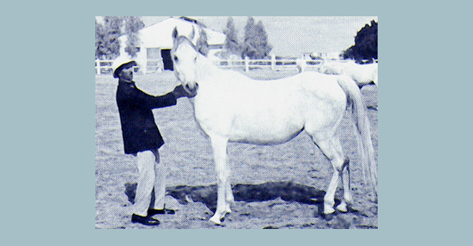 Farasha