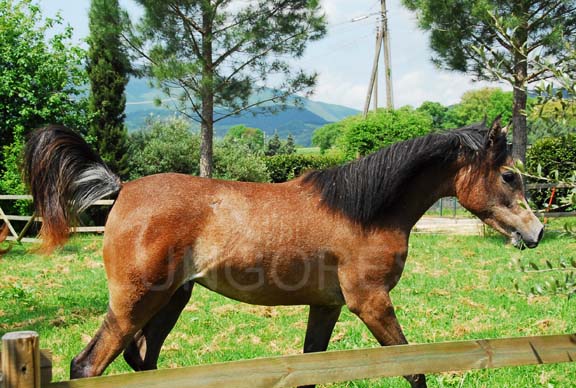 arabo_egiziano