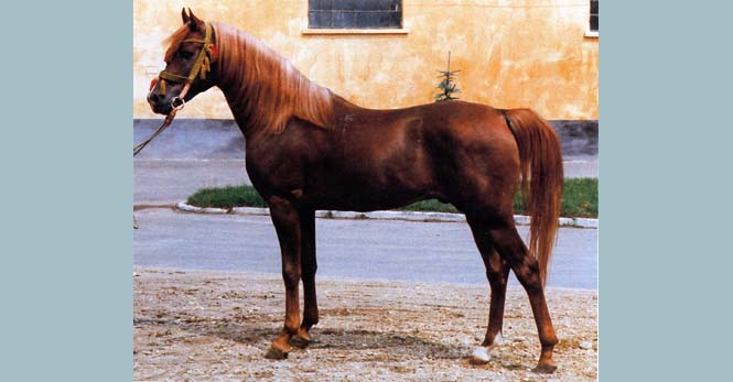 Ibn Galal I