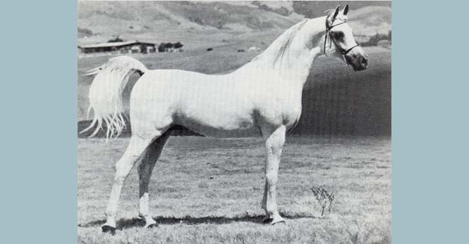 Ibn Moniet el Neofous
