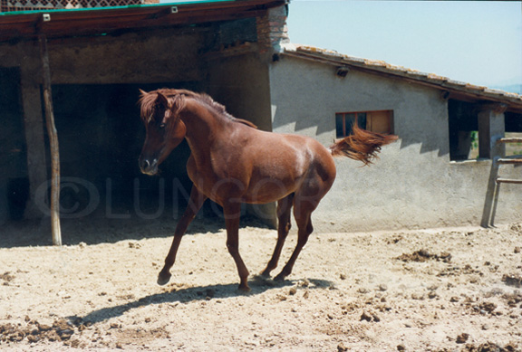 arabo_egiziano