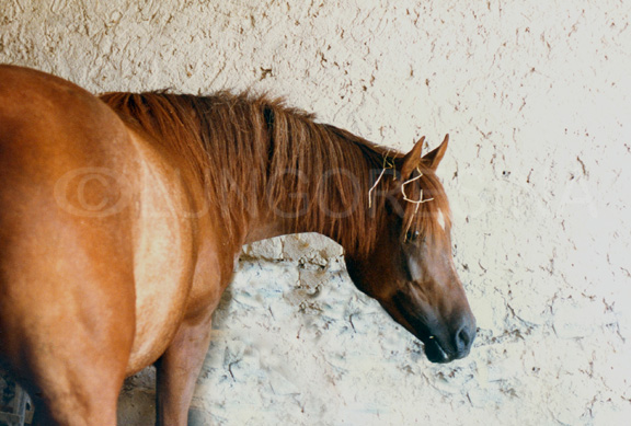 arabo_egiziano