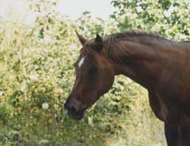 Kohinoor