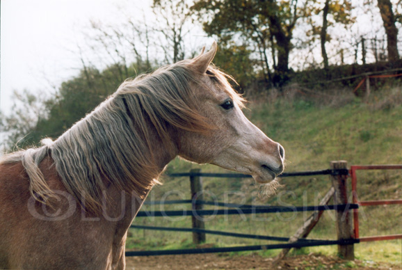 arabo_egiziano