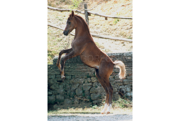 arabo_egiziano