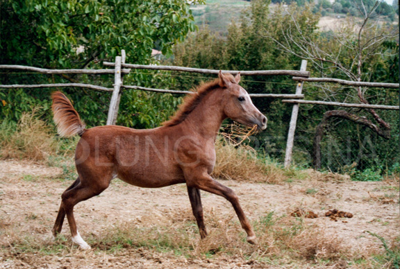 arabo_egiziano