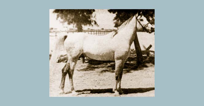Sheikh el Arab