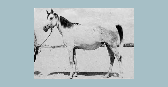 Yosreia