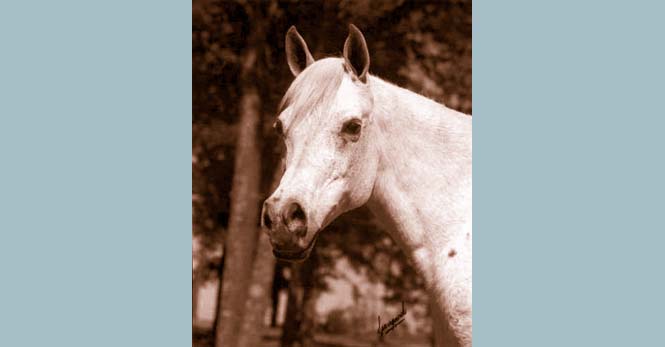 Ansata Bint Bukra