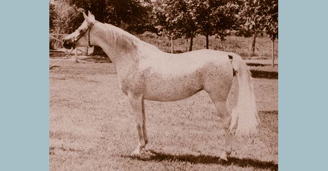Ansata Bint Mabrouka
