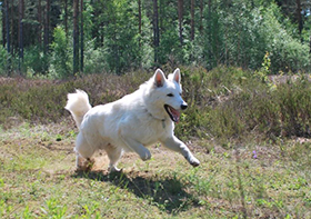 zeus, baltic beauty, lungoresina