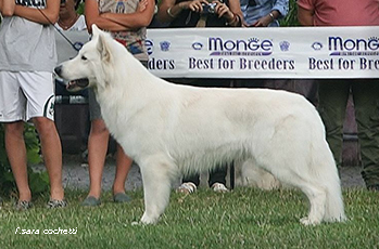 berger blanc suisse